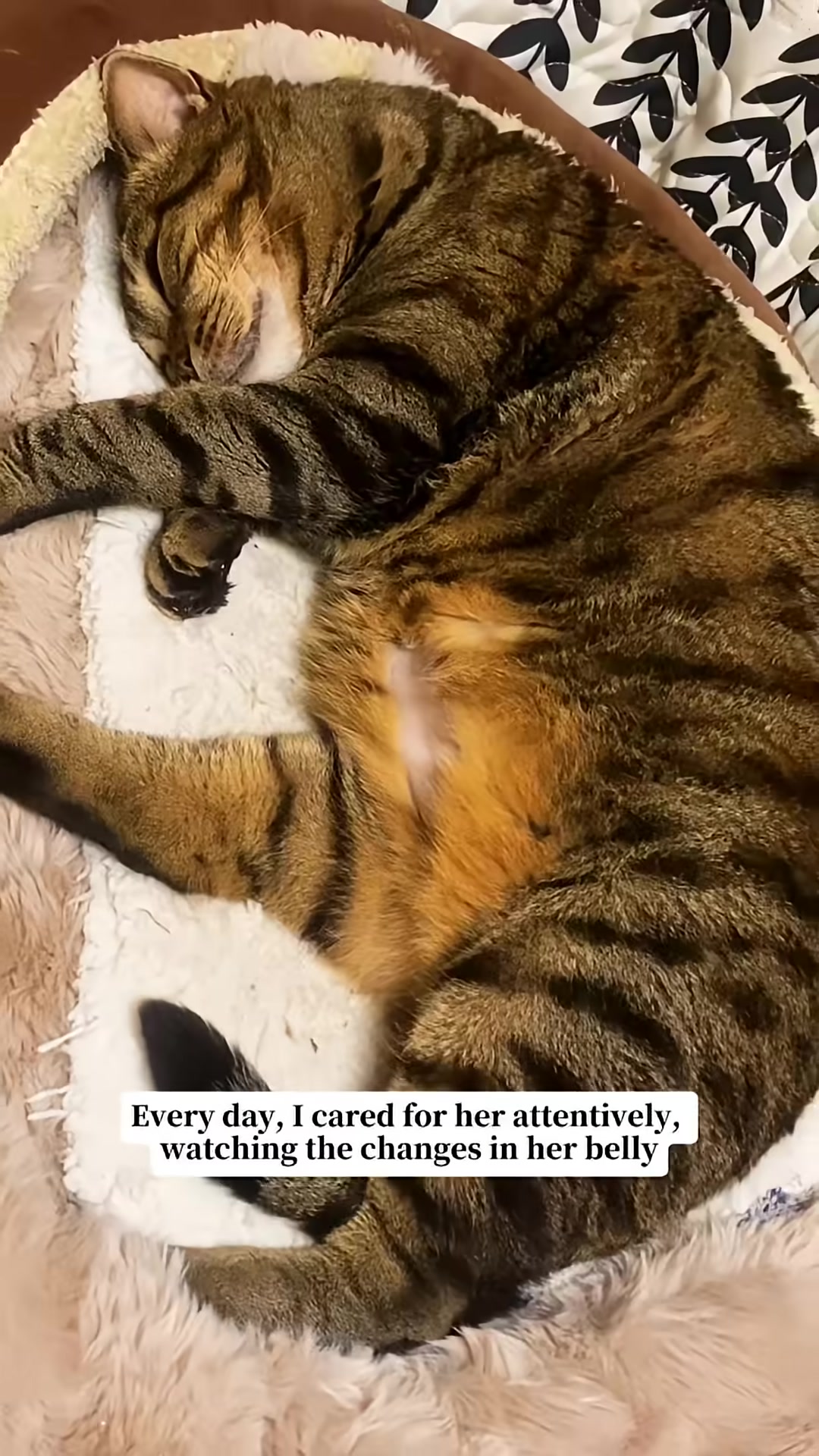 A pregnant cat sleeps peacefully in a soft bed.