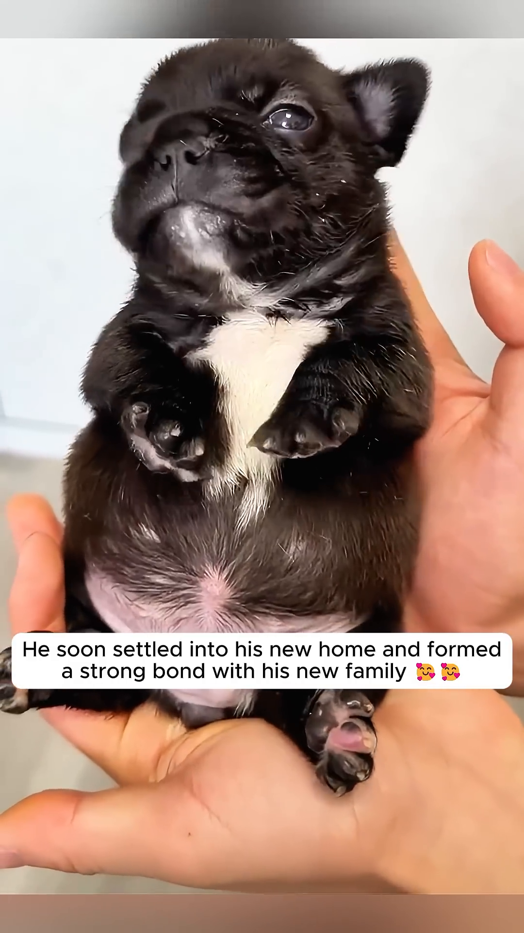 A person is holding a puppy and showering it with affectionate cuddles.