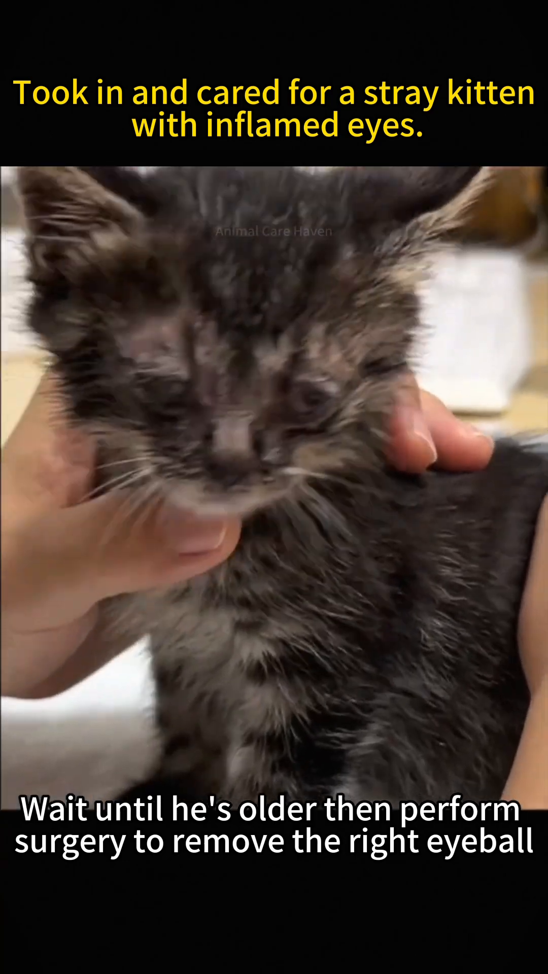 A close-up of a kitten's face, showing its eyes are still closed and the area around them is inflamed.