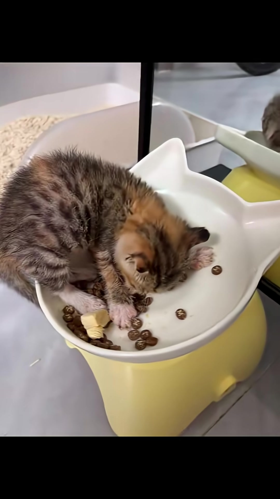The exhausted kitten falls asleep in its food bowl, surrounded by kibble.