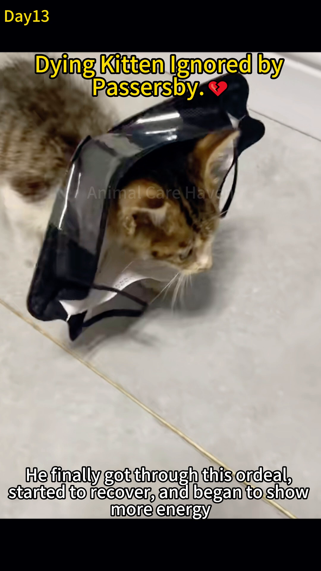 A kitten is shown eating from a bowl, a sign of recovery and renewed strength.