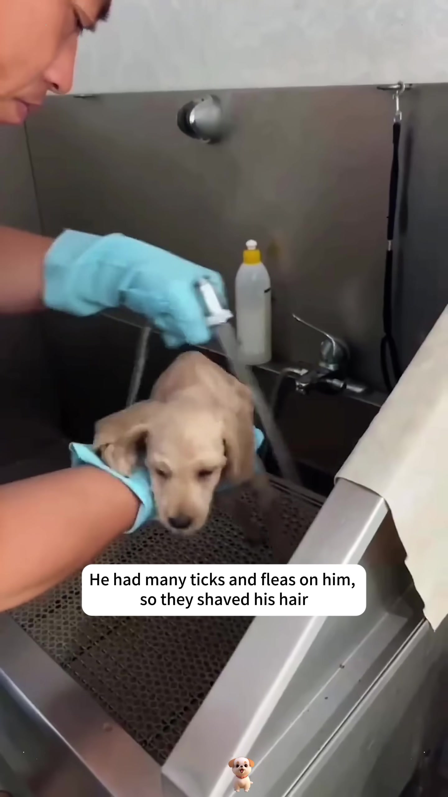 A veterinarian gently bathes a small, light-brown puppy in a grooming tub.