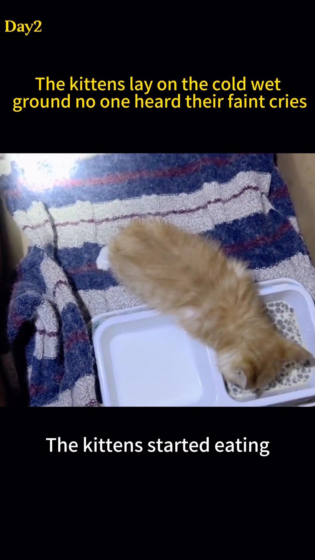 Kittens resting on a soft blanket in a box.