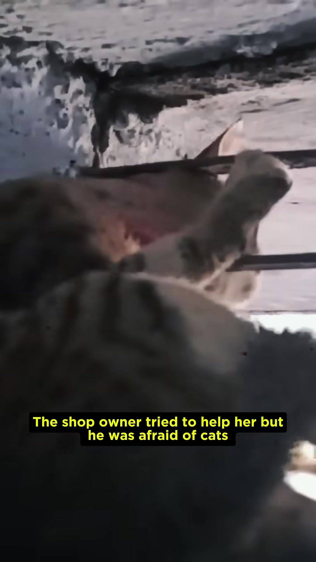 A hand gestures towards the trapped cat, indicating the need for help.