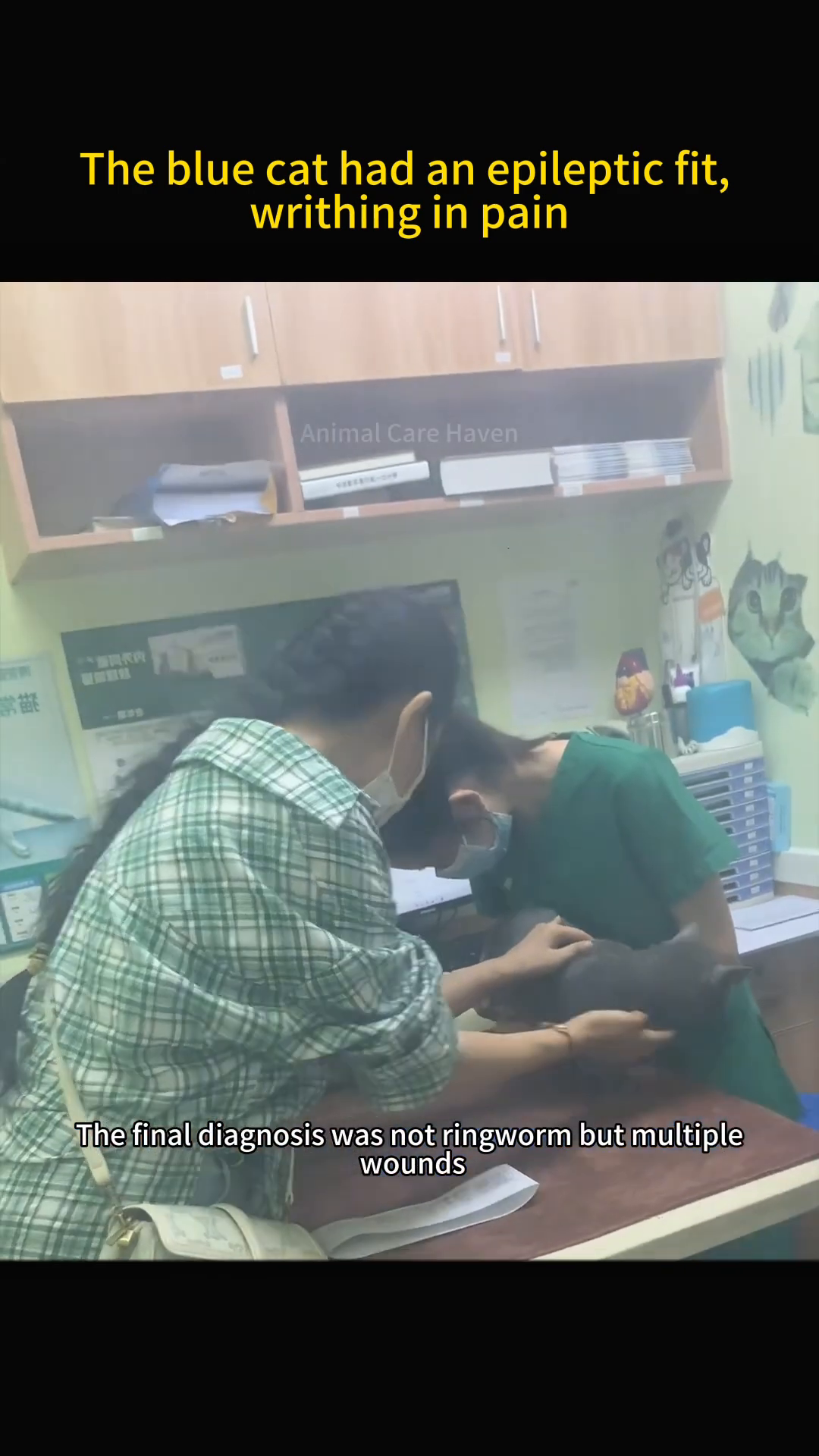 Two veterinarians are examining a grey cat on a medical table.