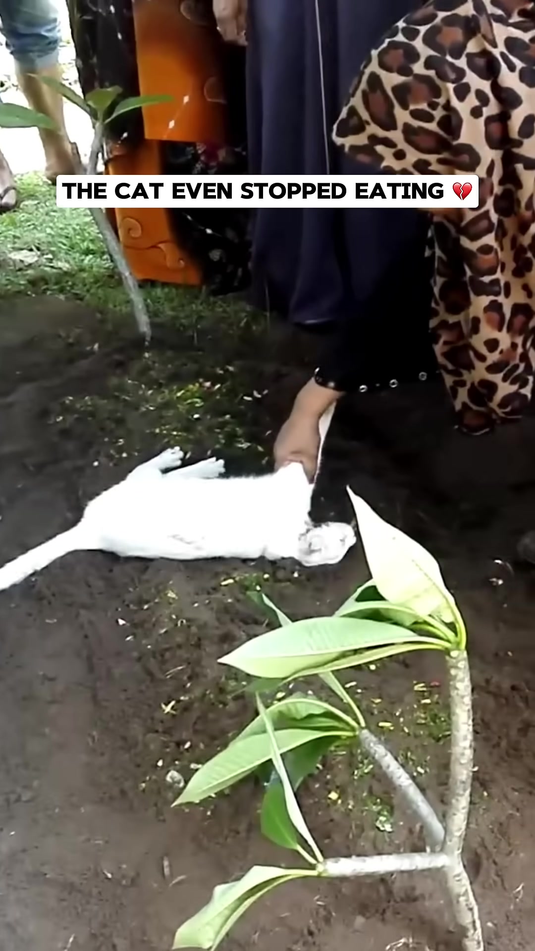 Close-up of the white cat lying on the ground, appearing still and perhaps unwell.