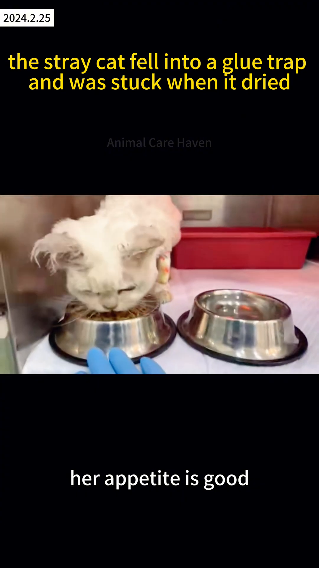 A white cat lies in a hospital cage, wrapped in a towel, with a gentle hand stroking its head.