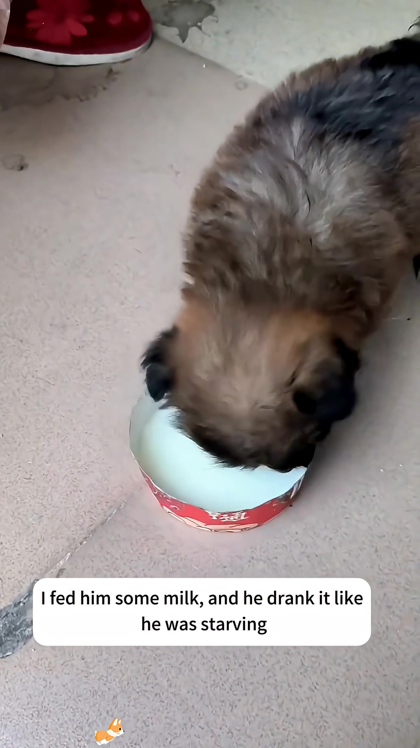The puppy drinking milk from a bowl with its belly visibly round.
