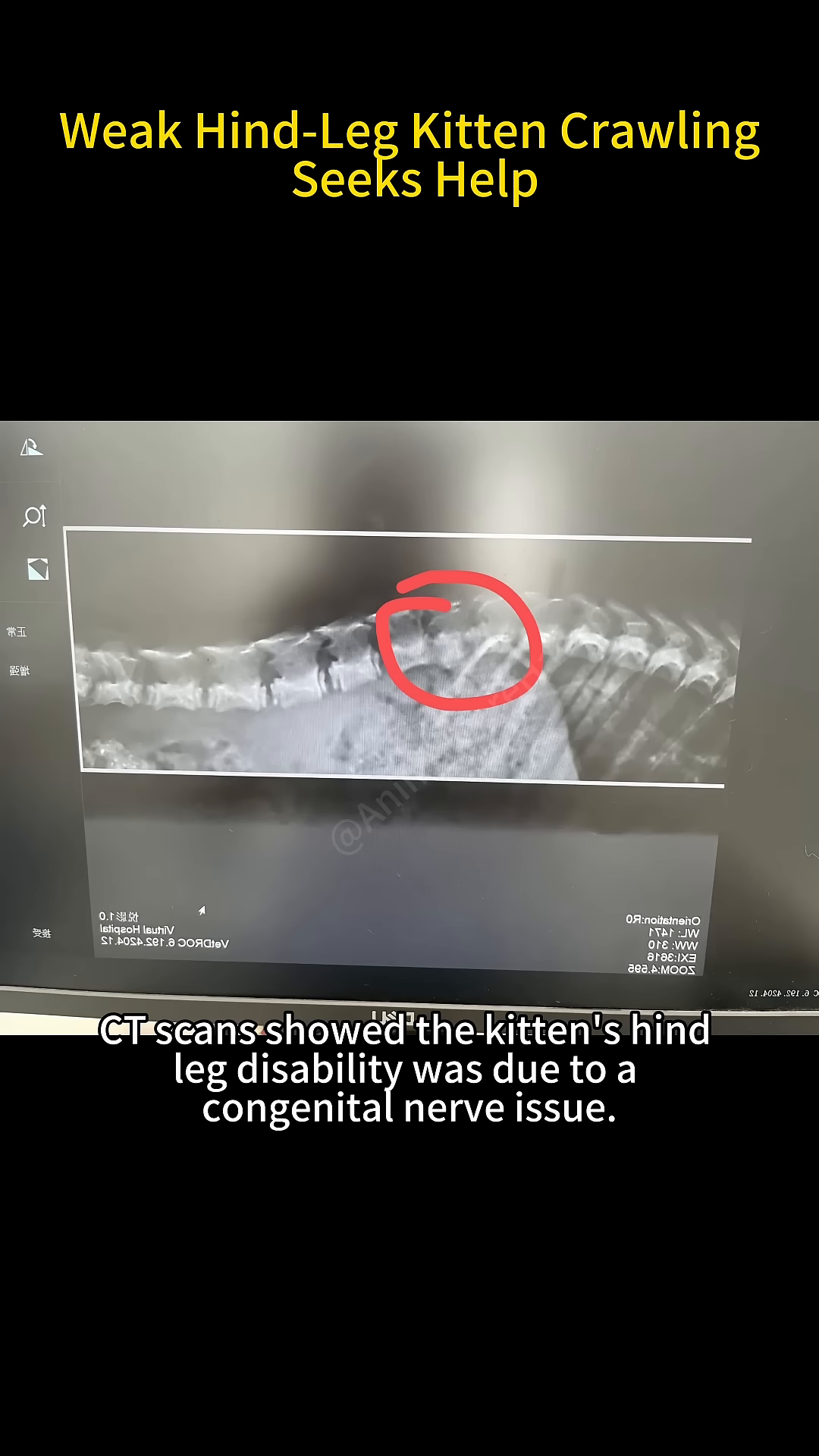 A CT scan image displayed on a monitor shows the skeletal structure of a kitten, with a red circle highlighting an area of concern.