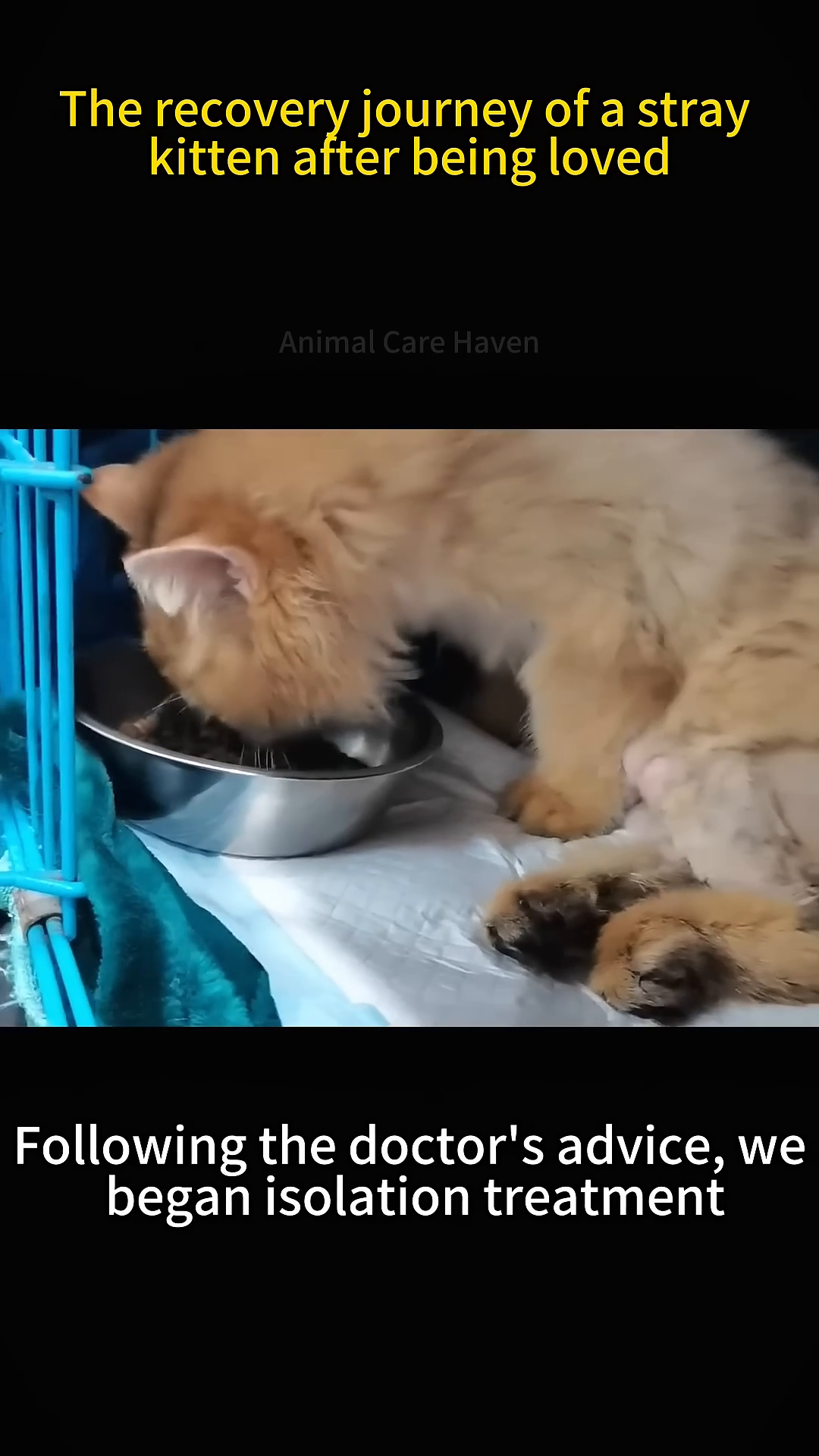 The kitten is shown eating from a bowl, its focus entirely on the food, indicating a healthy appetite.
