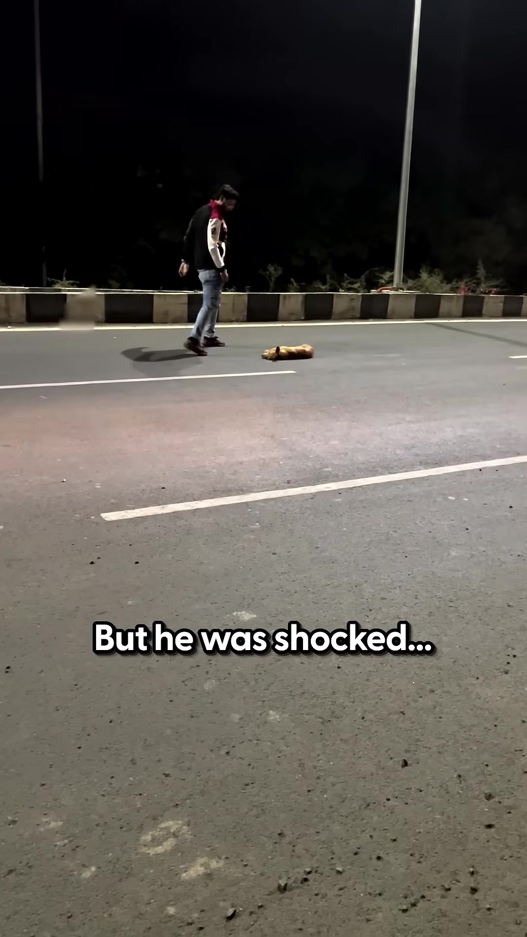 A person carefully picks up a weak and trembling dog on the highway.