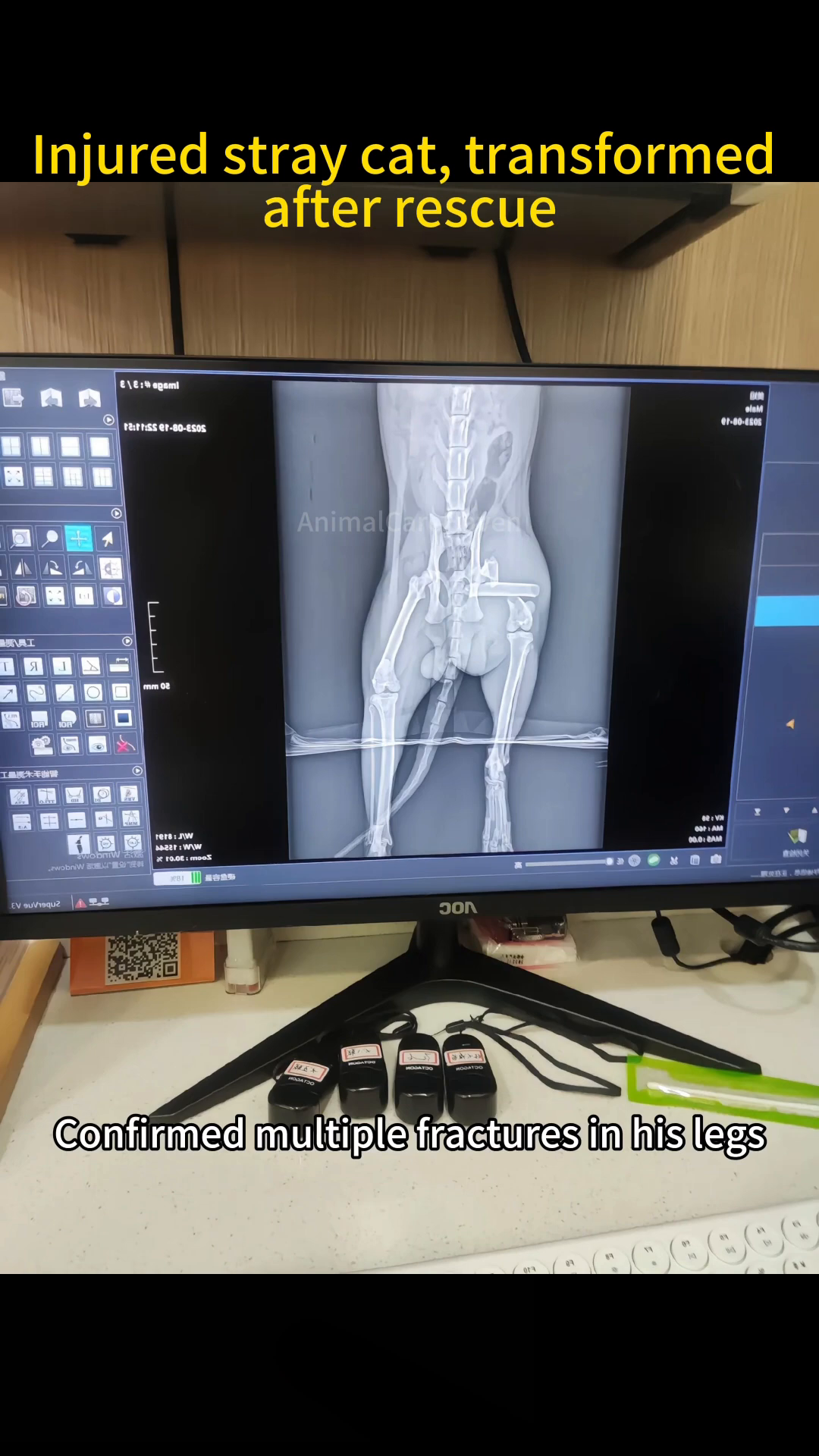 An X-ray showing a cat's hind legs with visible fractures and surgical pins.