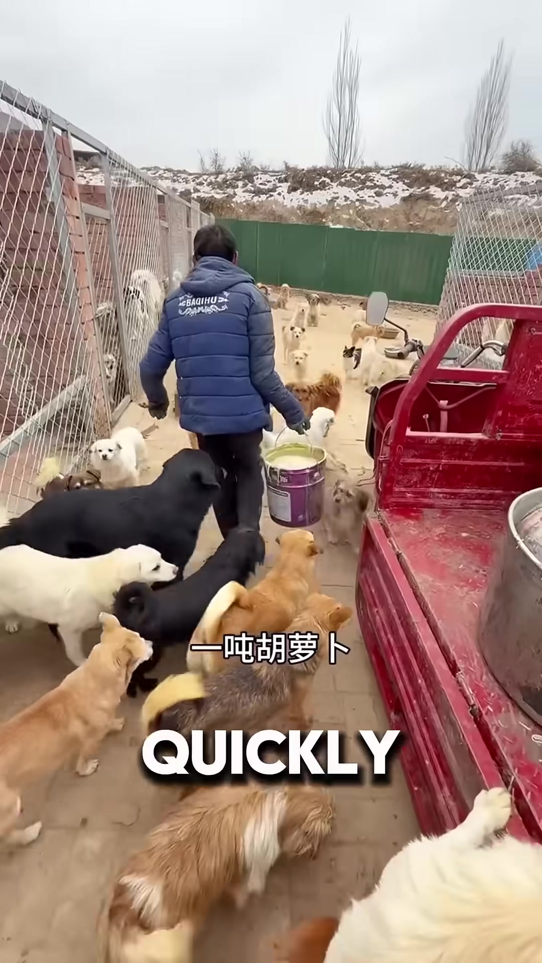 Dogs and cats gather around frozen food bowls, eating together in a cold room.