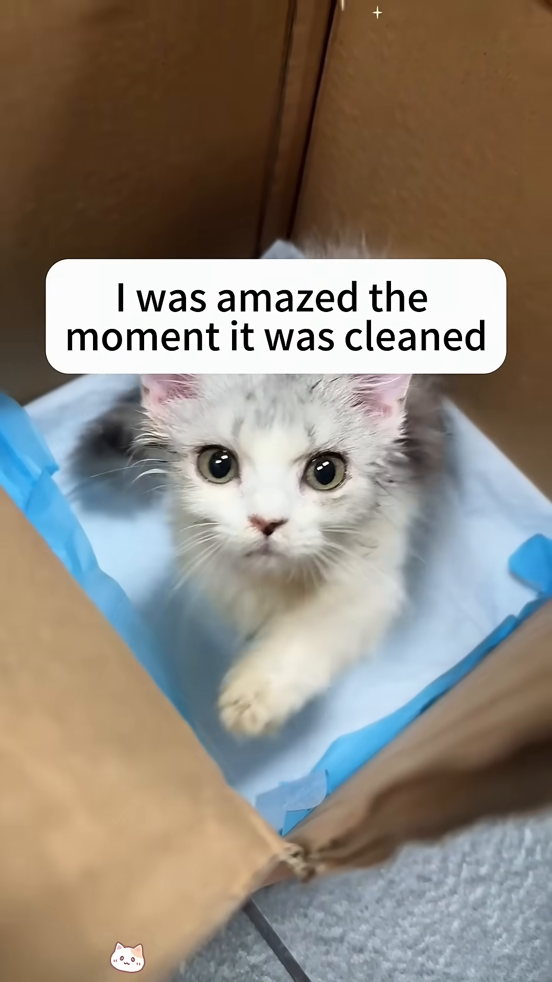 A small, wet kitten with wide eyes looks up, its fur matted from being cleaned.