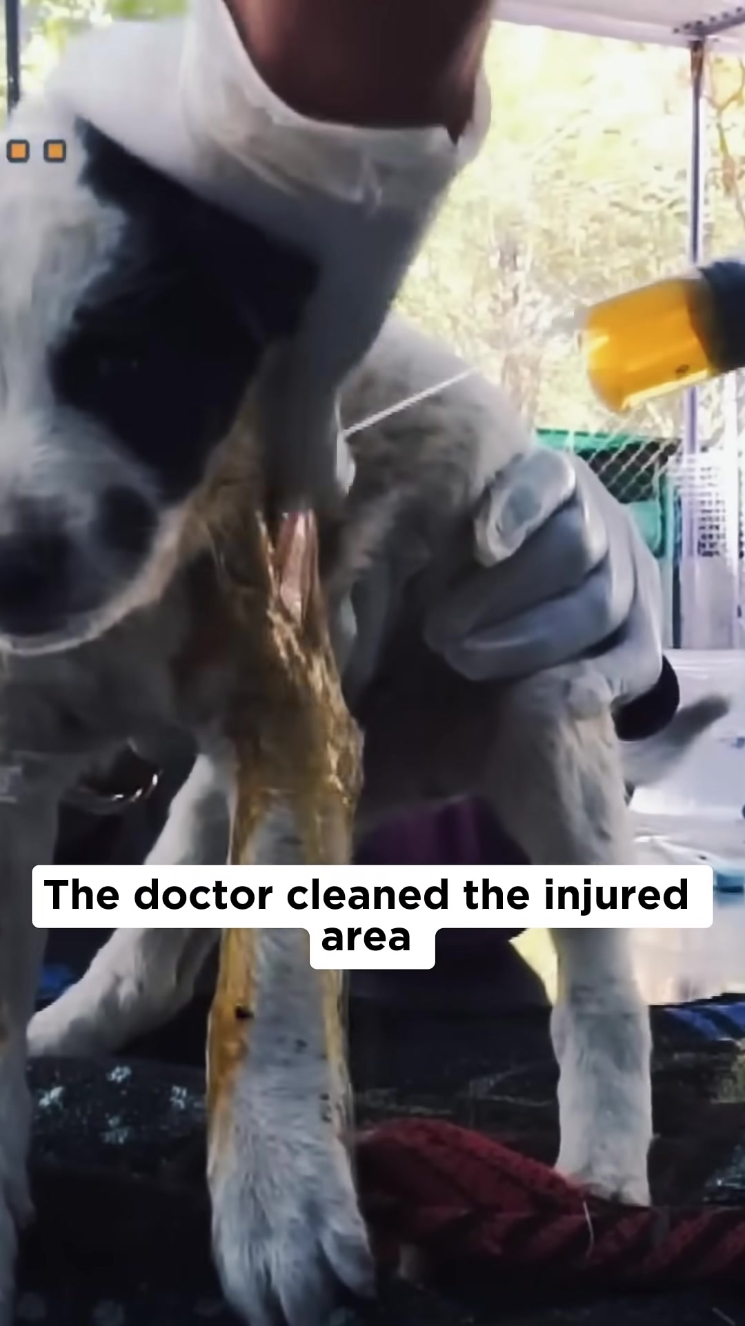 A veterinarian carefully cleans the puppy's injured leg.