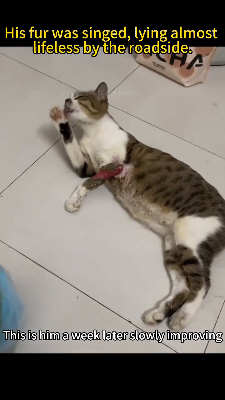 A cat lying down, showing signs of recovery, with a visible wound on its leg.