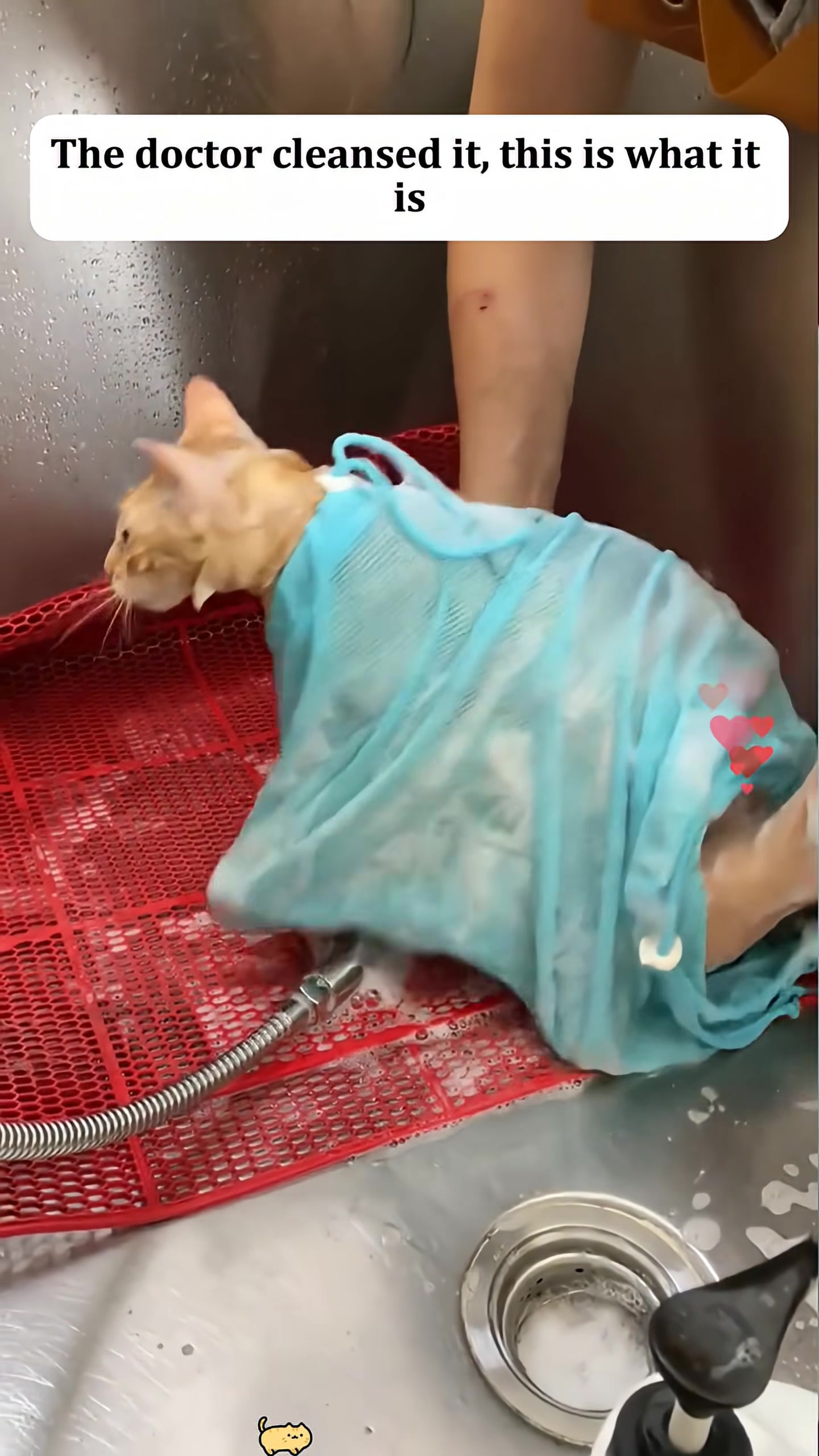 A wet orange cat is being bathed in a sink, wrapped in a blue mesh bag.