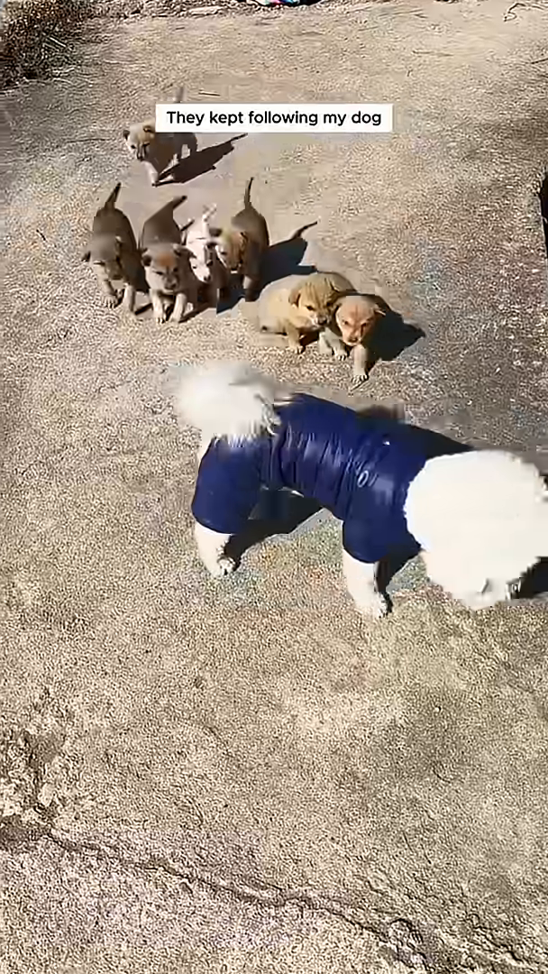 A group of puppies playfully following another dog.
