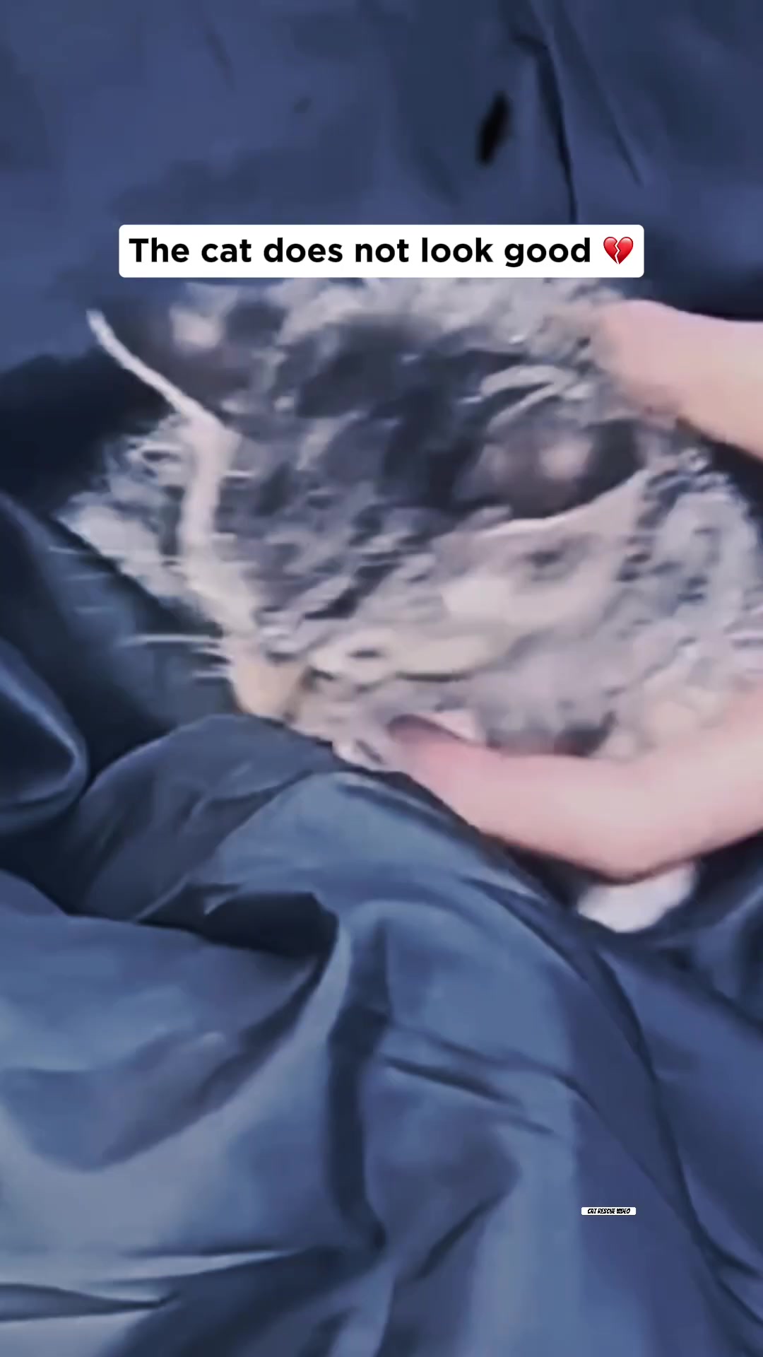 A kitten is being held by a man, looking weak and distressed.