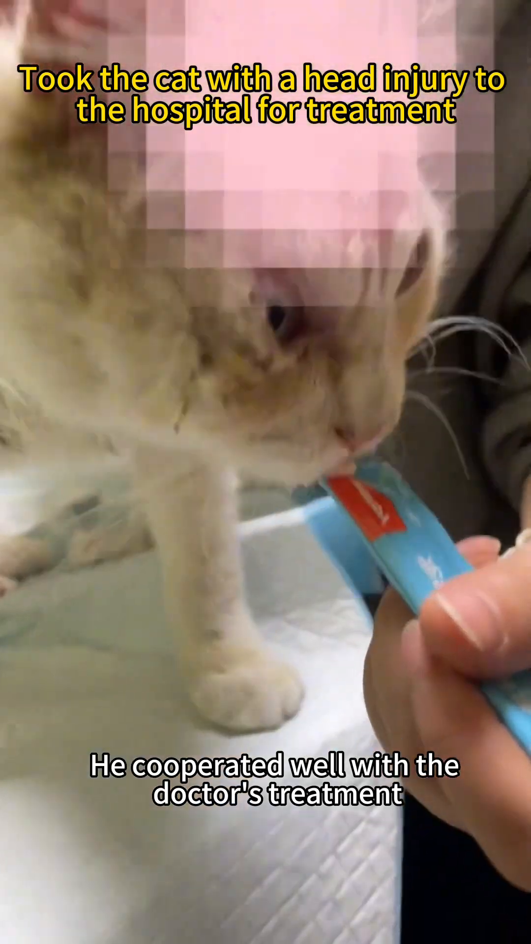 Veterinarians carefully tend to the cat's head wound.