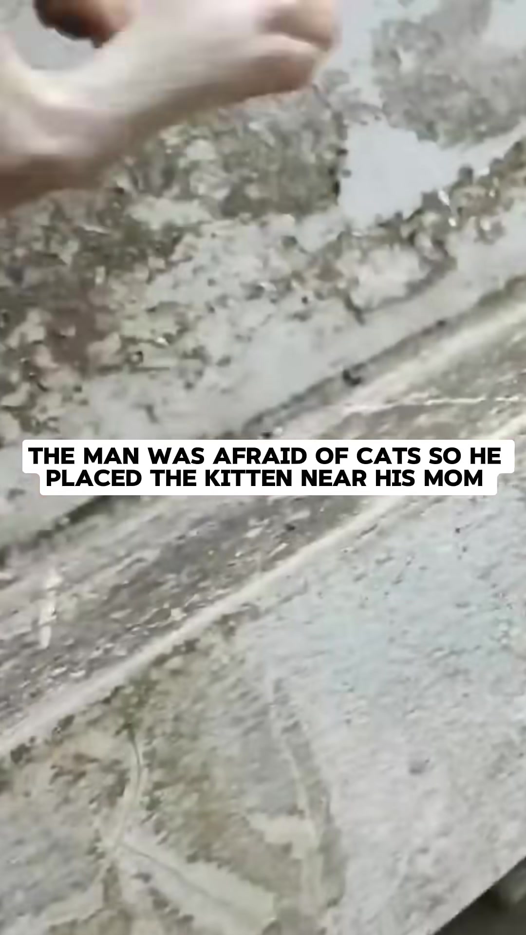 The rescuer places the wet kitten near its mother, who looks on with relief.