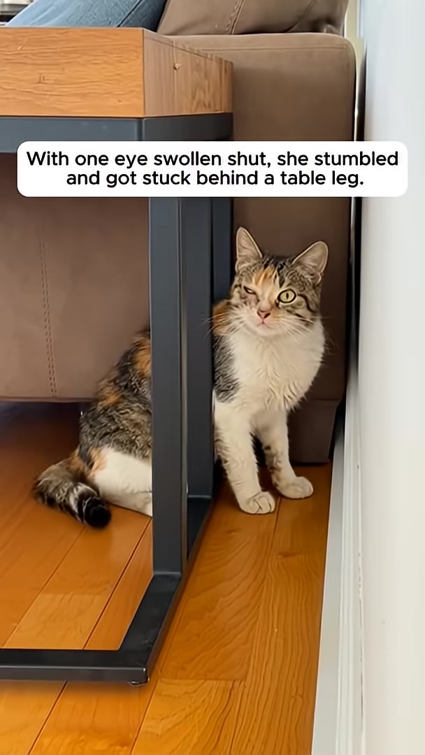 A calico cat with one swollen eye is stuck behind the leg of a small table.