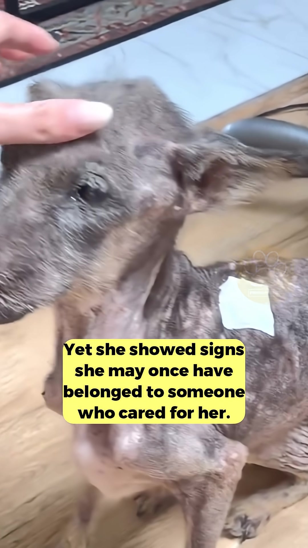 A veterinarian examining the dog, highlighting the seriousness of her condition.