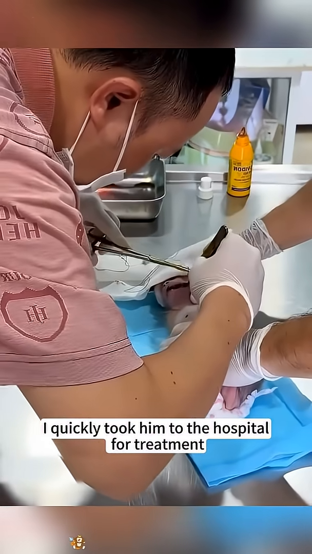 The baby monkey is being examined by a veterinarian at the hospital.