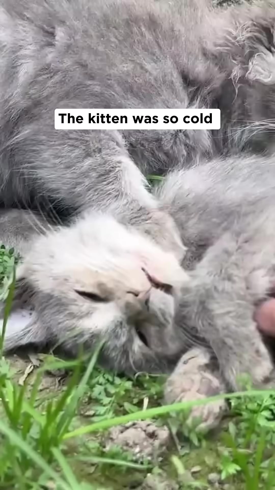 A hand gently touching a very weak and cold-looking grey kitten.