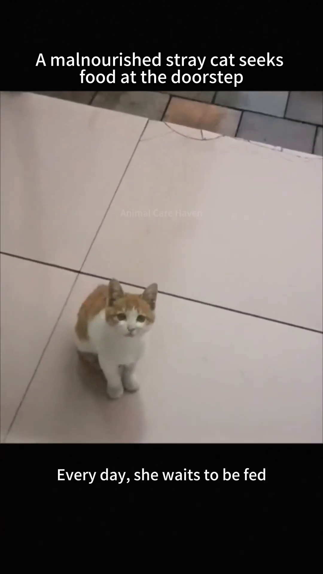 The cat is seen walking on a tiled floor, looking back as if following someone.