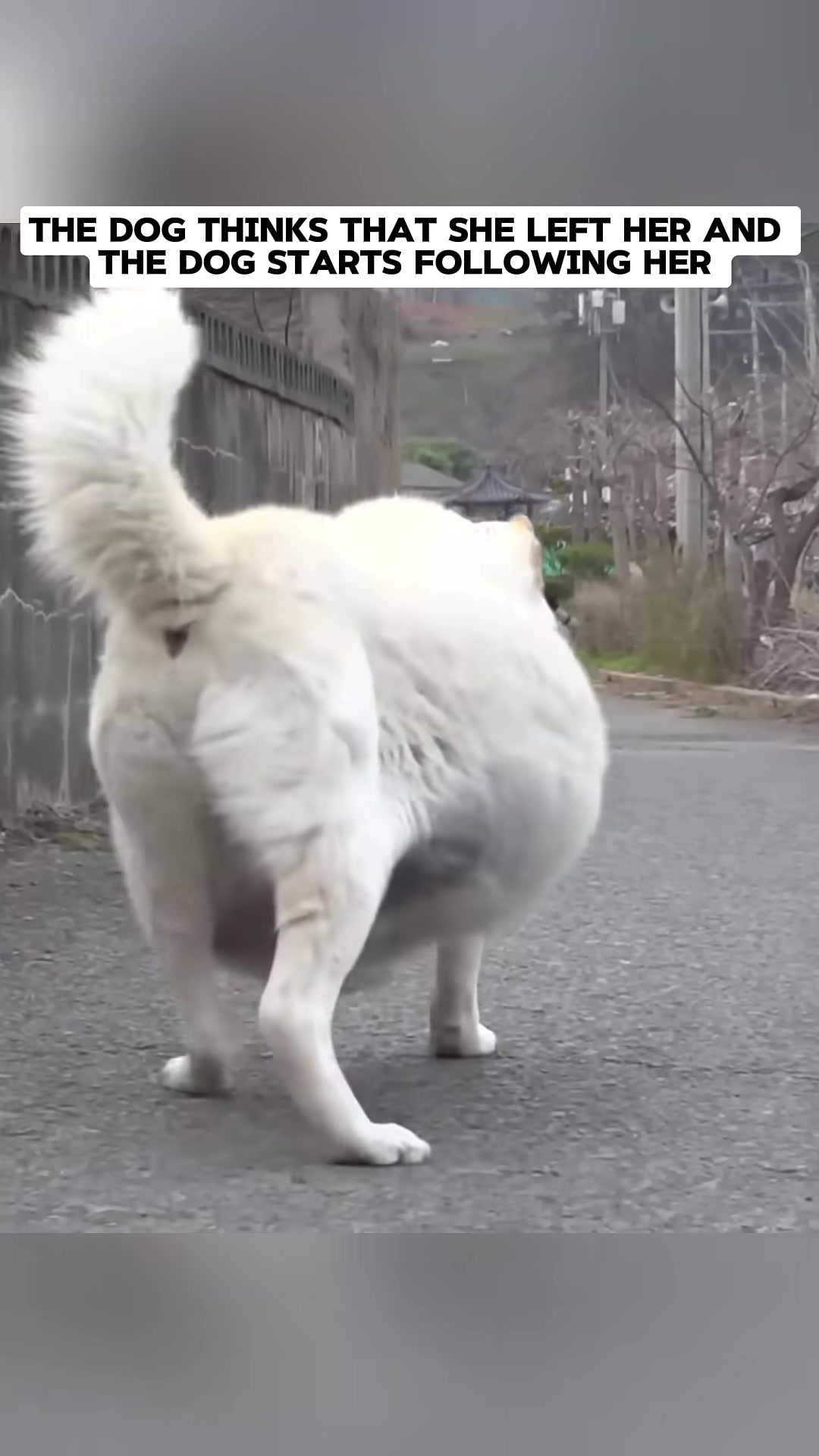A pregnant dog is seen from behind, walking slowly down a paved road.