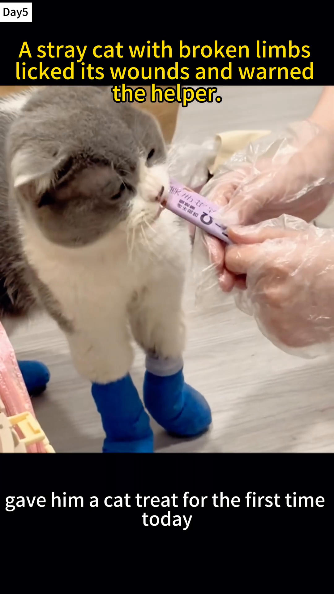 A cat wearing blue bandages on its legs eats a treat from a person's hand.