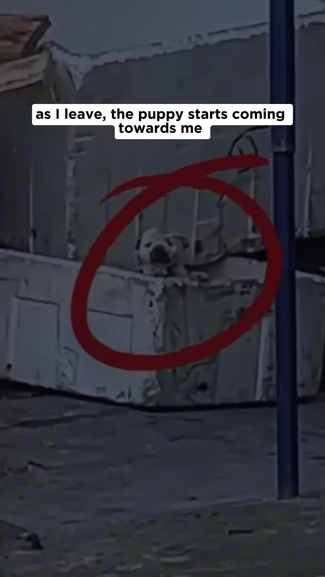 The puppy desperately trying to follow the rescuer, refusing to let go.