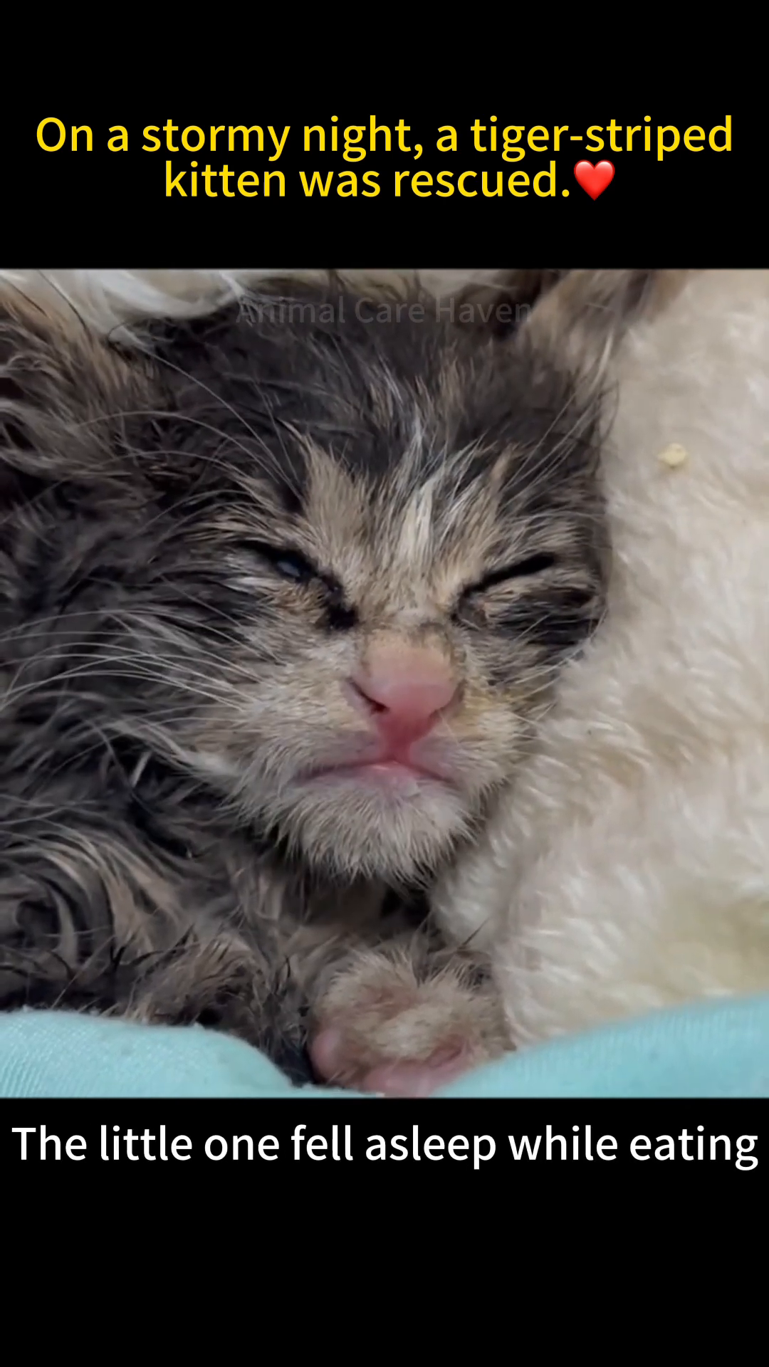 A kitten being fed with a syringe, looking sleepy.