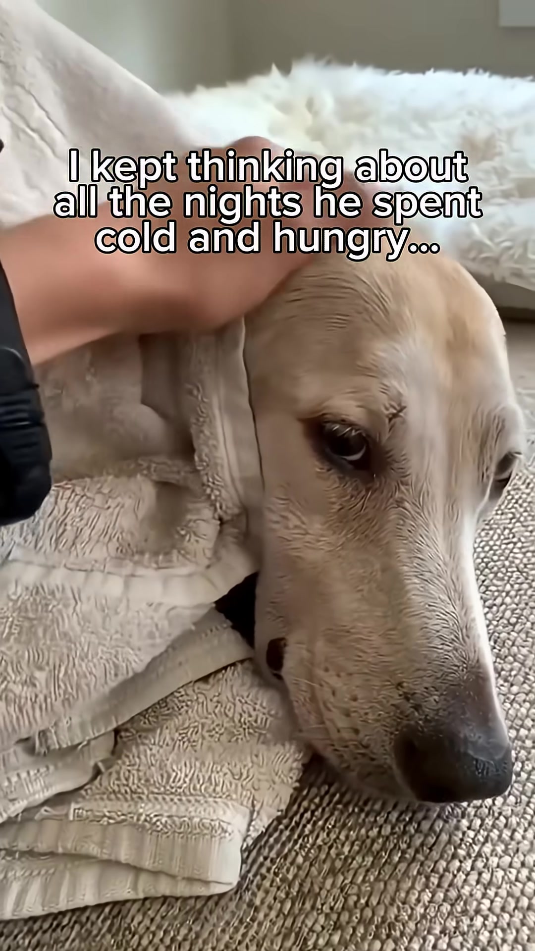 A dog, wrapped in a towel, rests its head on a person's lap, looking content.