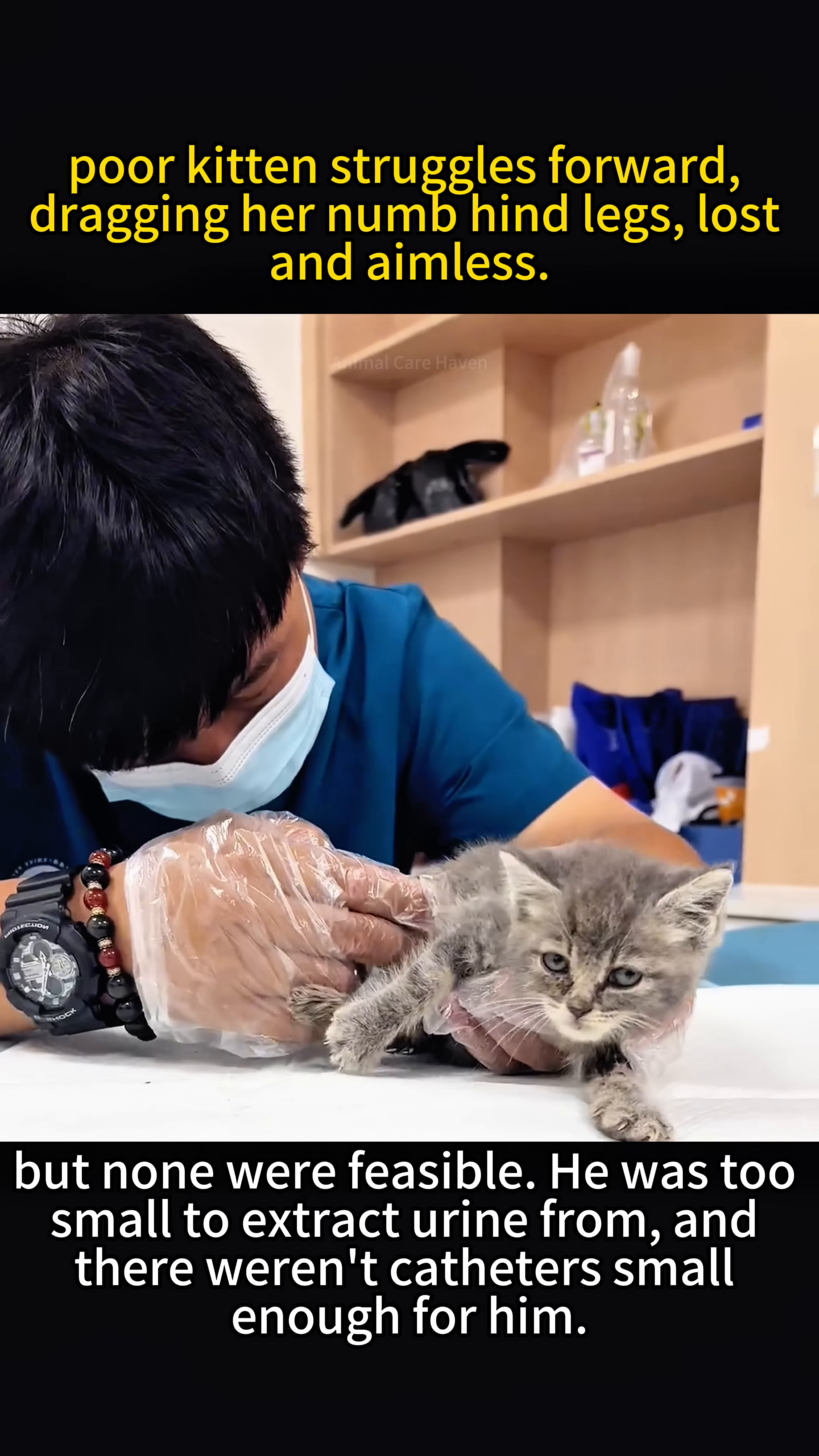 A close-up of the kitten's face, looking vulnerable and uncertain, as a medical professional prepares for a procedure.