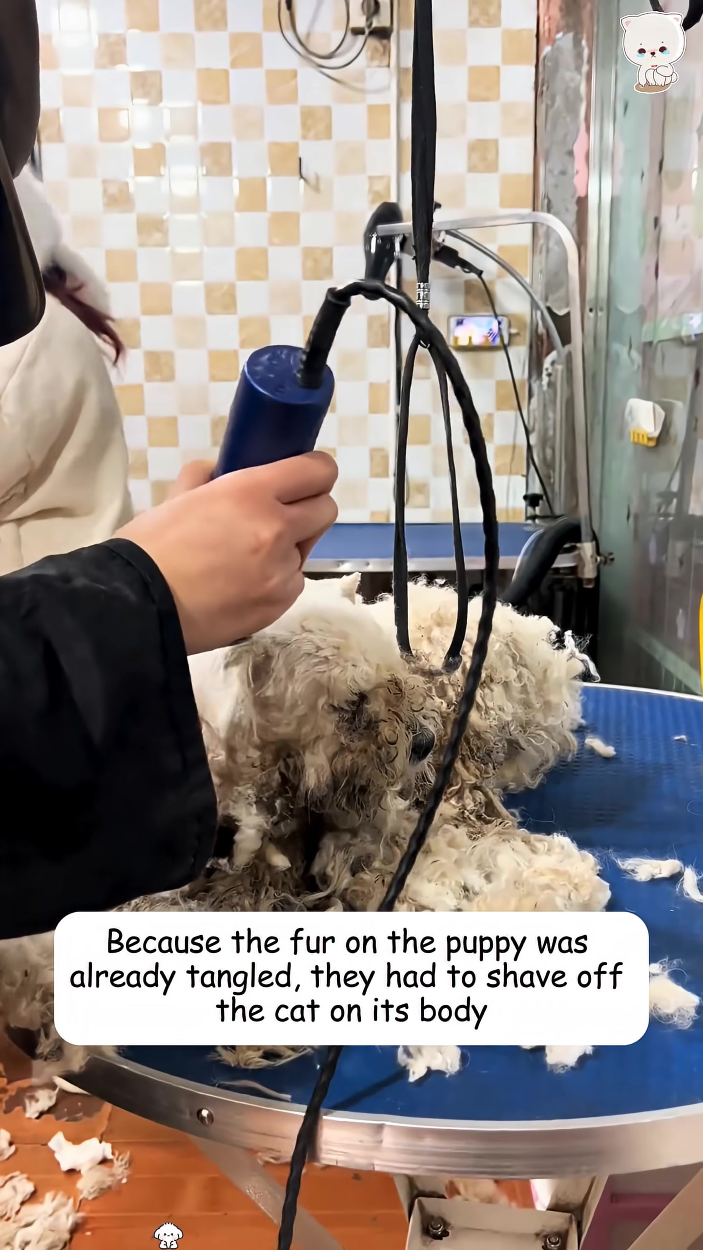 A dog groomer shaves the matted fur off a white puppy.