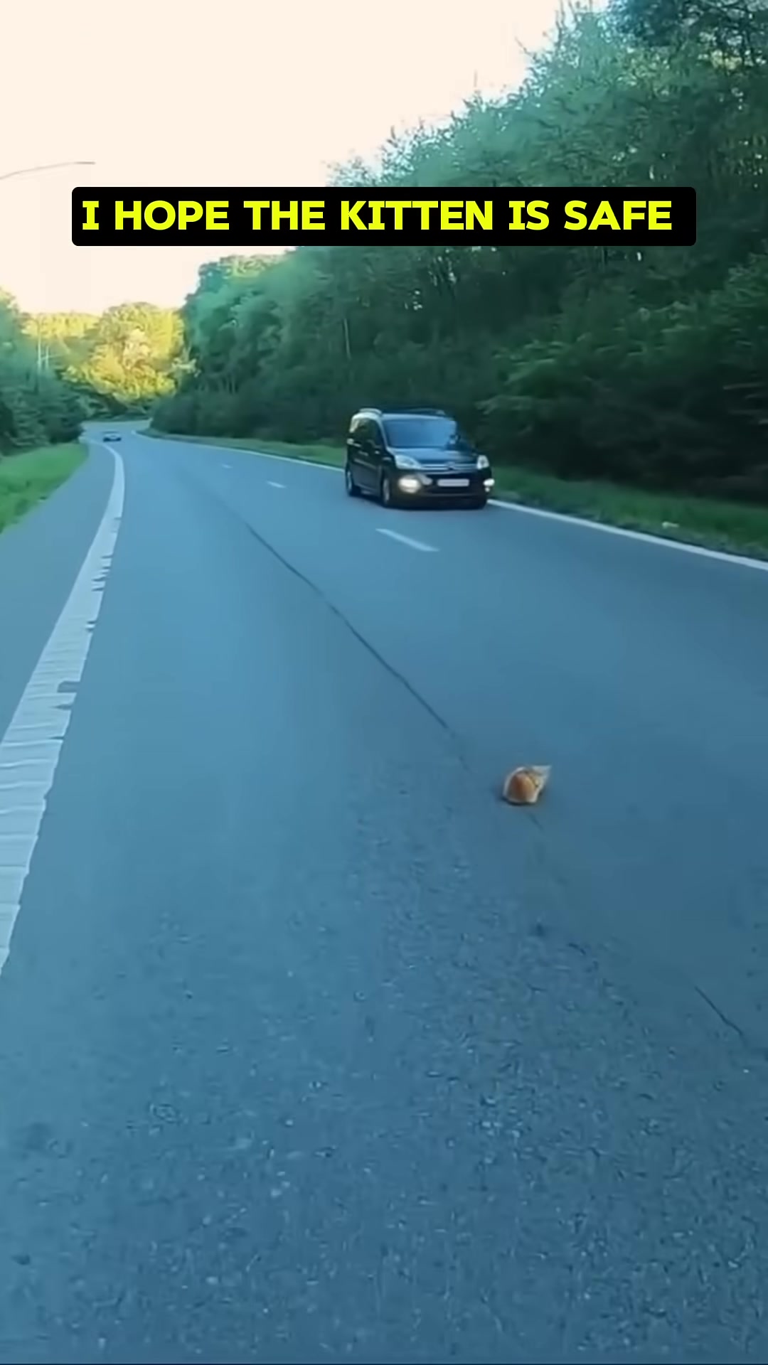 The two men are shouting and gesturing to stop cars as the kitten remains on the road.