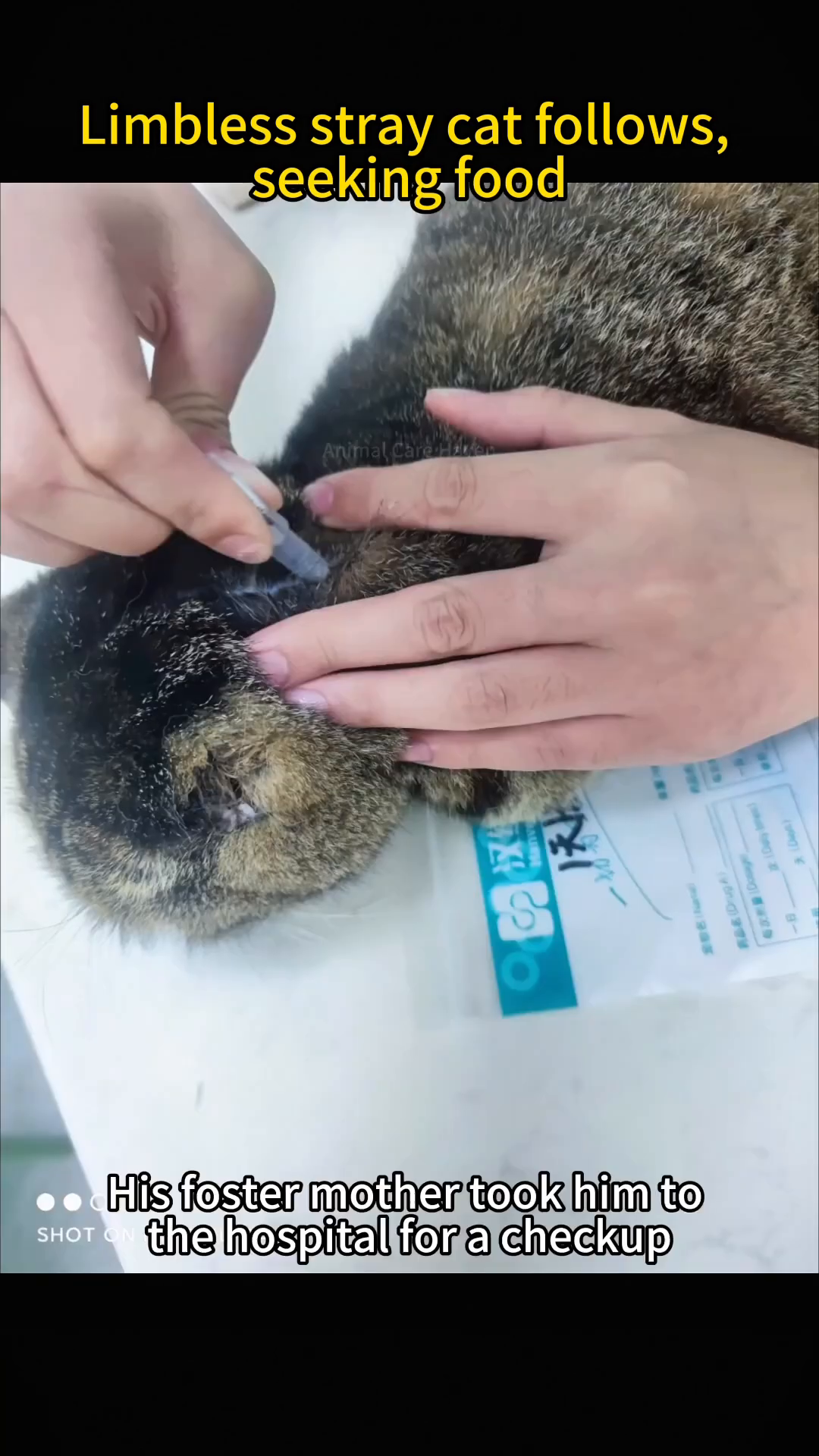 A person is holding the limbless cat, looking at it with concern.