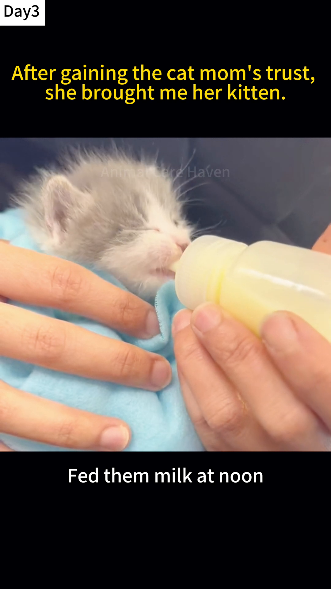A tiny kitten is being bottle-fed milk, eyes closed in contentment.