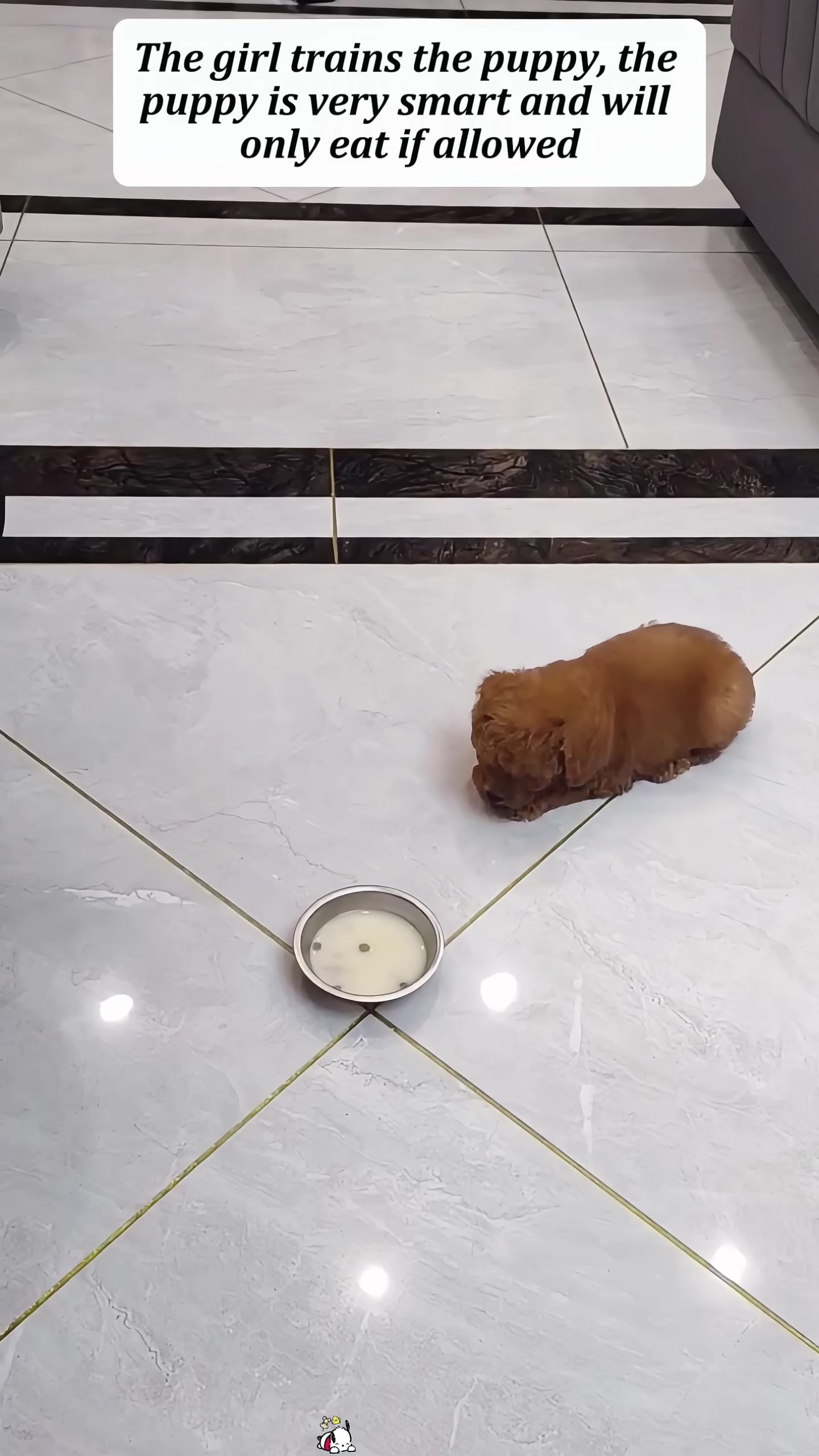 A girl is training a puppy to eat from a bowl.