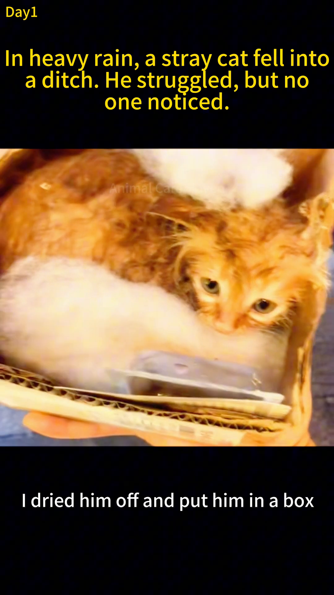 Lele, the kitten, is seen resting peacefully inside a cardboard box, looking more comfortable.
