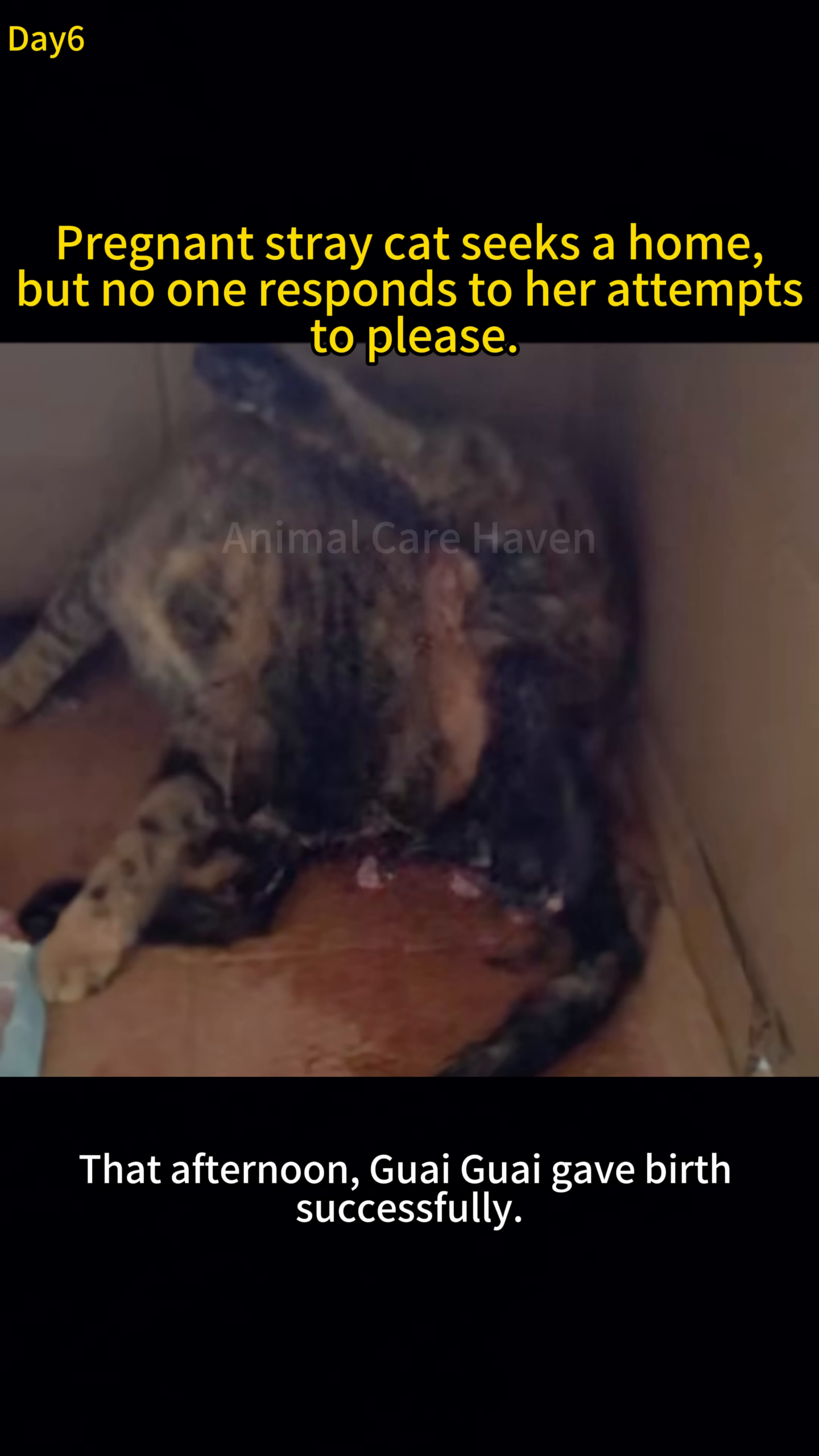 A mother cat is seen resting with her newborn kittens in a cardboard box.