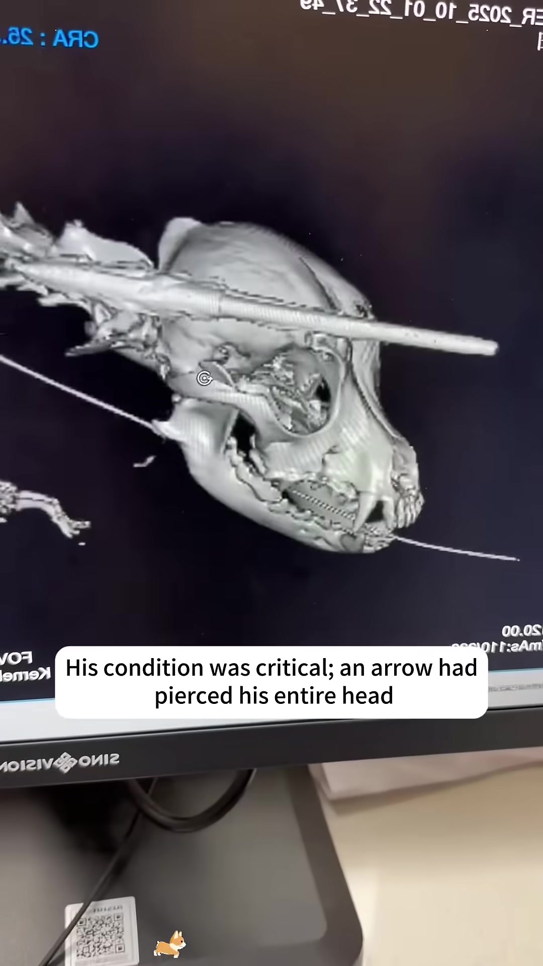 A close-up of the arrow successfully removed from the puppy's head.