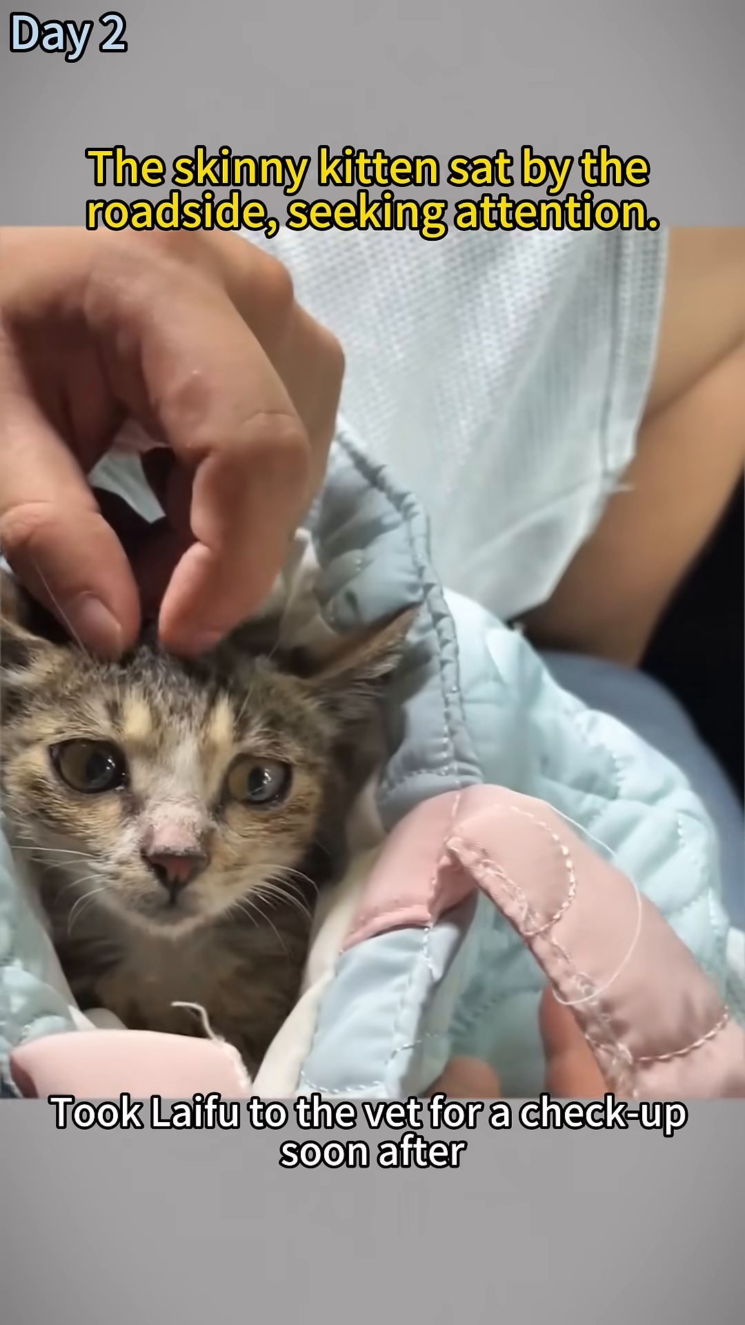A hand gently strokes the head of a kitten that is looking up with its eyes wide open.