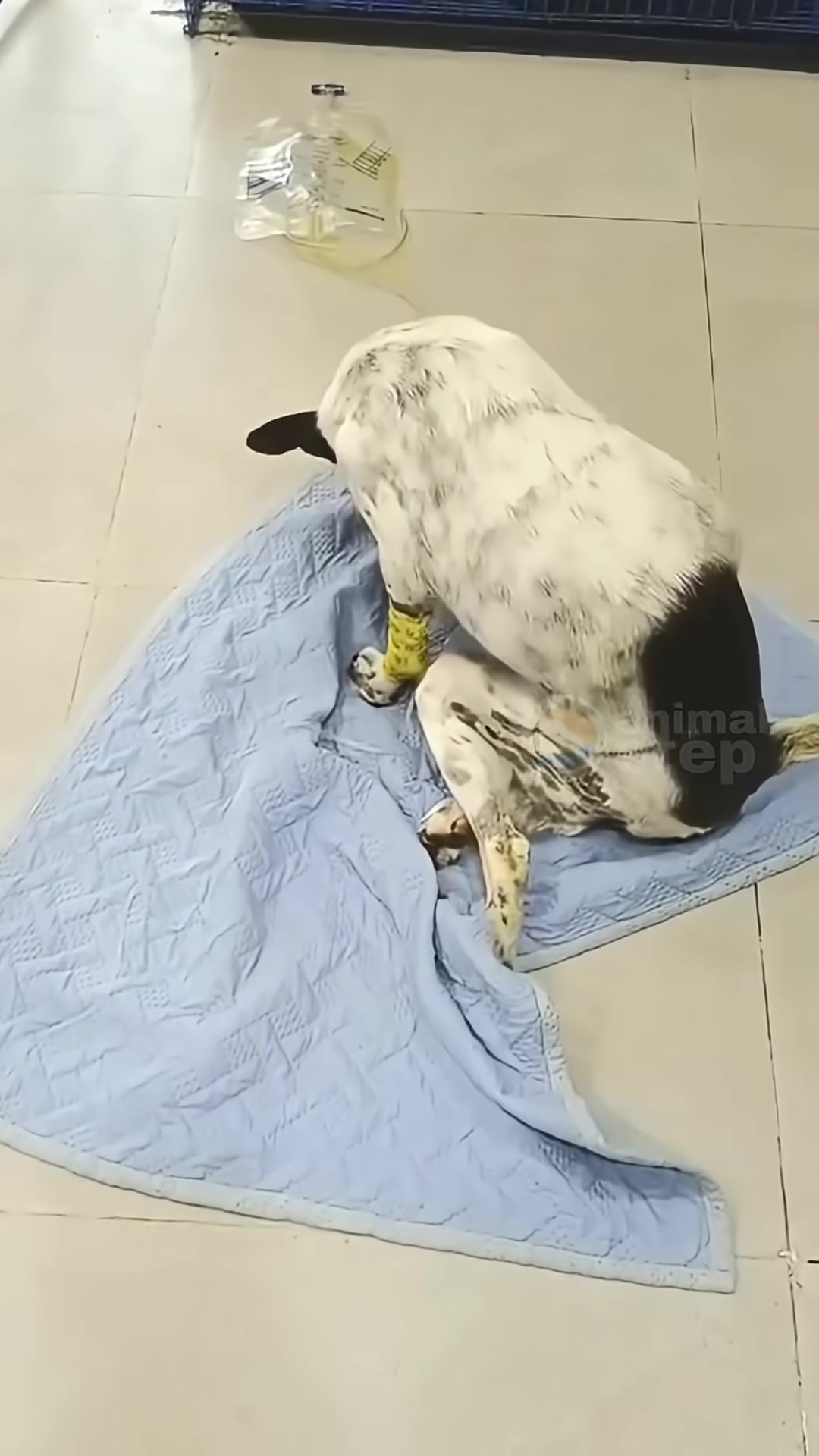 A black and white dog with a yellow bandage on its leg is lying down, with a medical drip bag visible in the background.