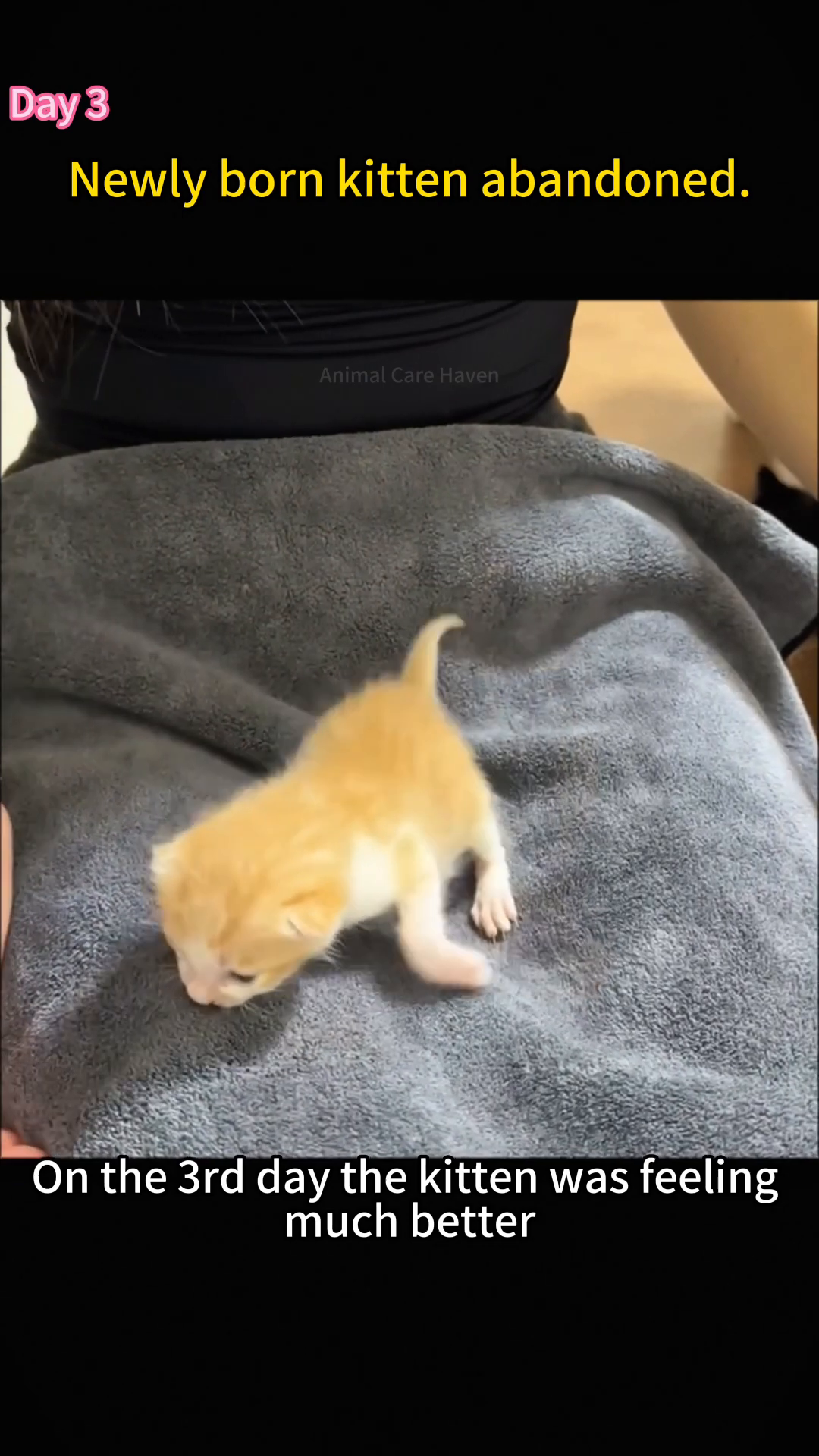A hand gently strokes the kitten's head with a toothbrush, mimicking a mother's lick.