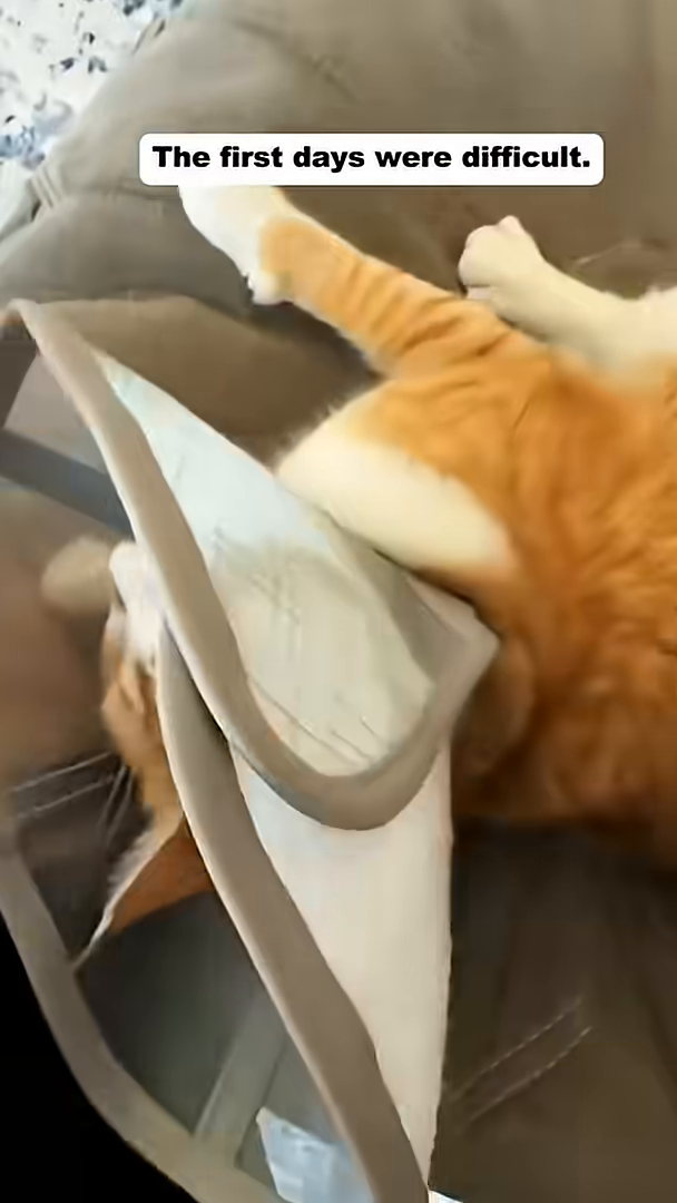 A close-up of the cat's face, looking more alert and healthier, being petted.