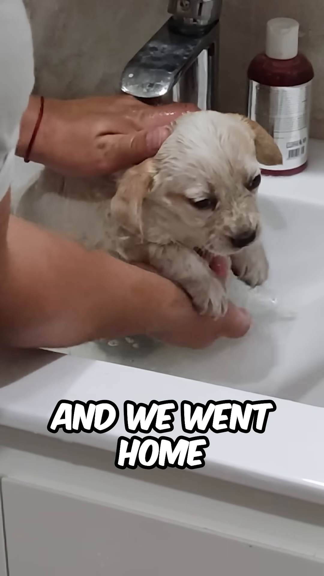 A person gently washing a small, wet puppy in a sink.