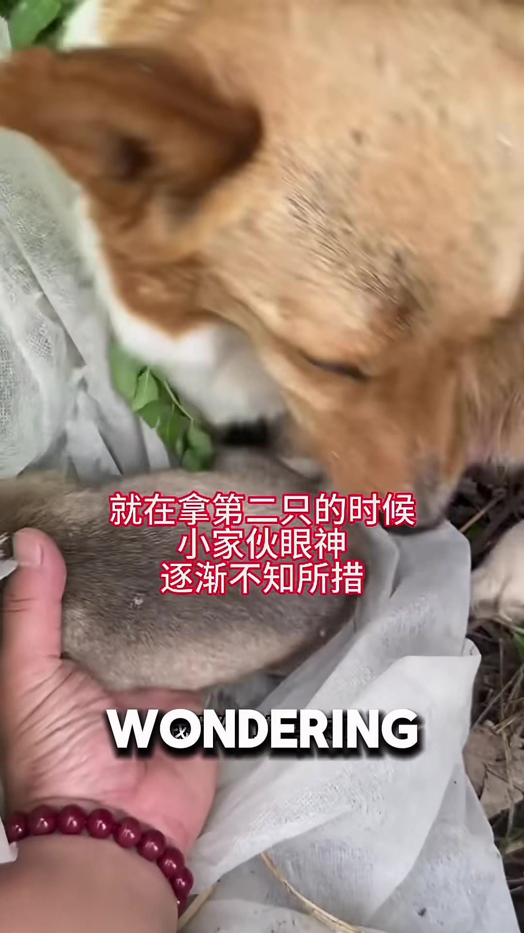 The anxious mother dog watching as the man gently lifts a puppy.